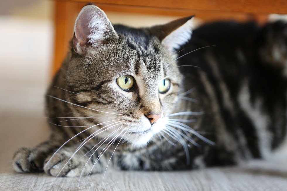 アニマルプラネット_猫ヘルパーCredit DiscoveryCommunications LLC.JPG